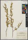 Foto von Salix alba L.